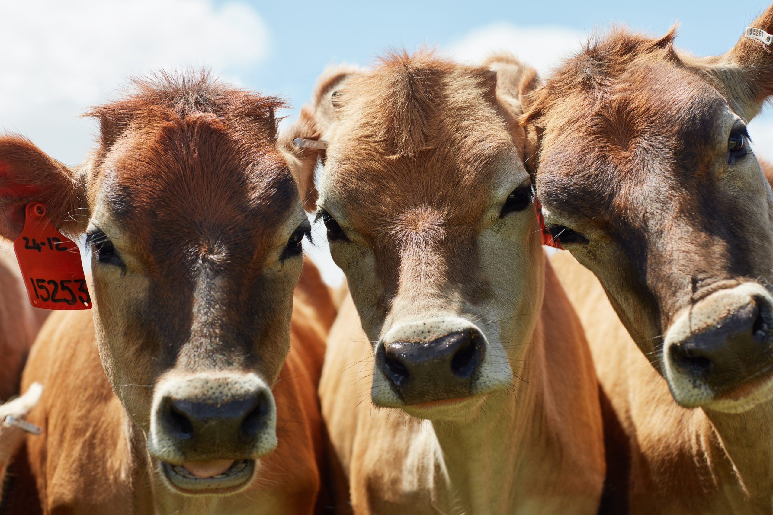 Agriculture, cattle and cows on farm with sustainable livestock for dairy production in summer. Animals, face and healthy herd for beef farming, industry and outdoor on Texas ranch in countryside.