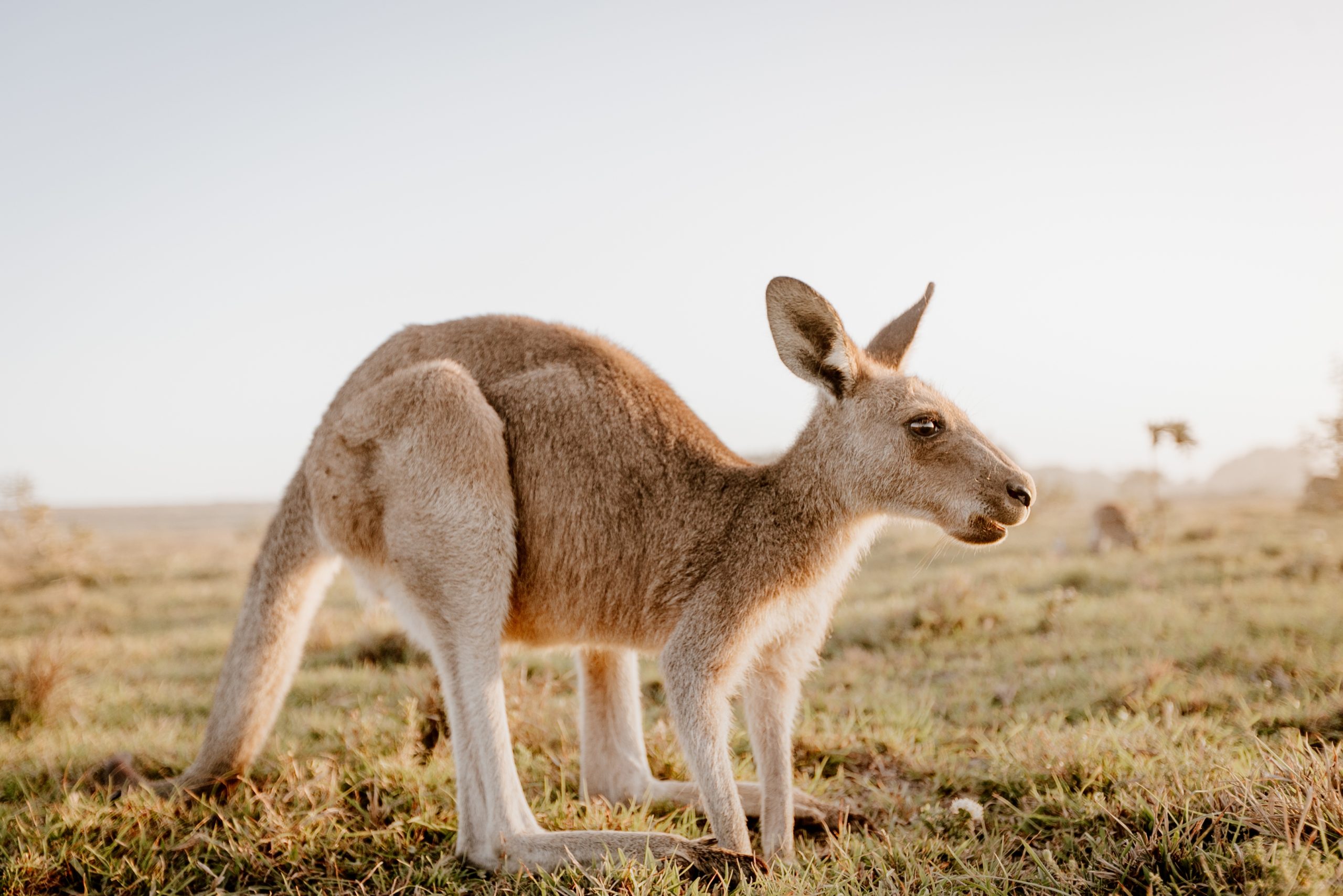 A closeup of a kangaroo in a dry grassy field with a blurred background