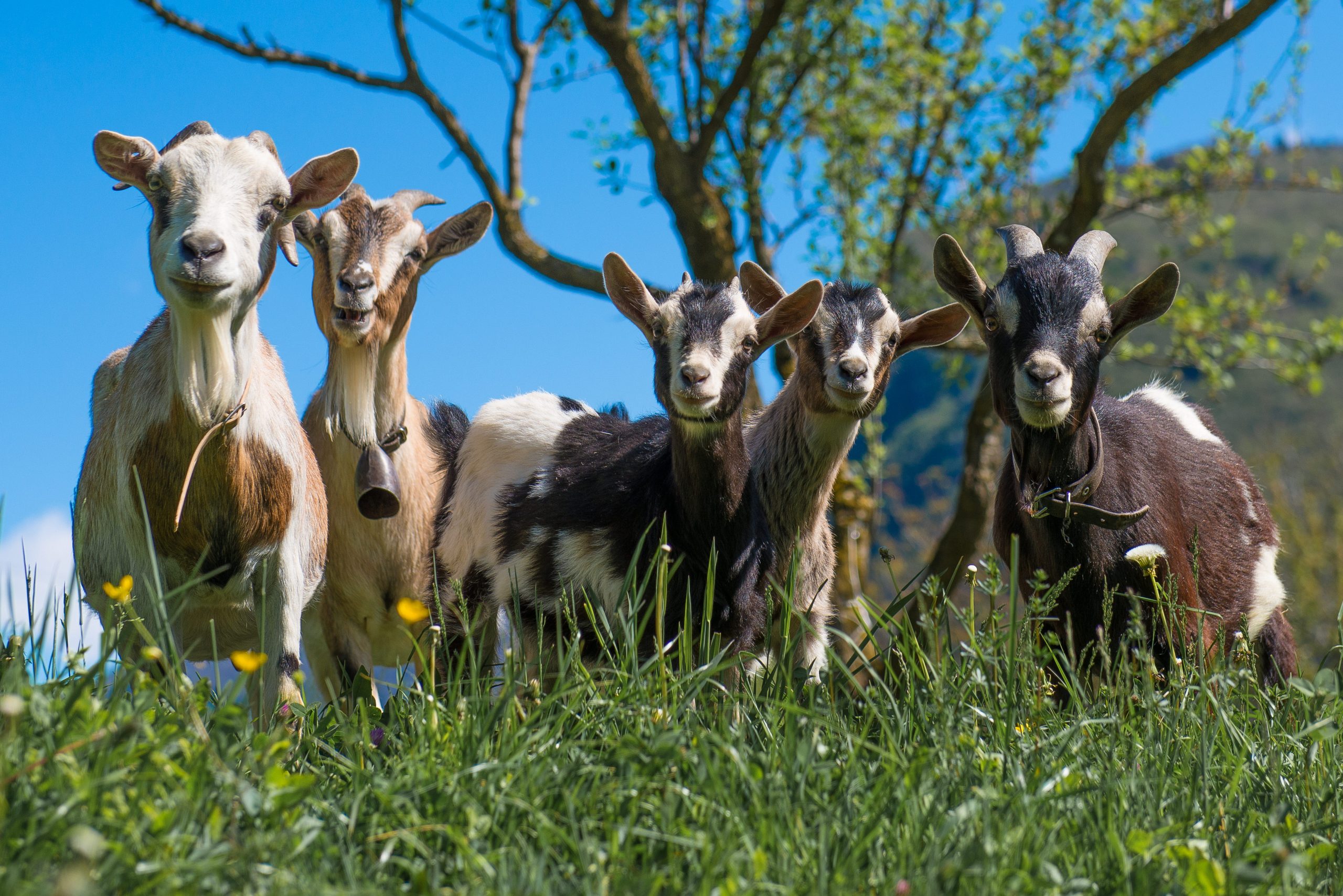 Goats in the meadow