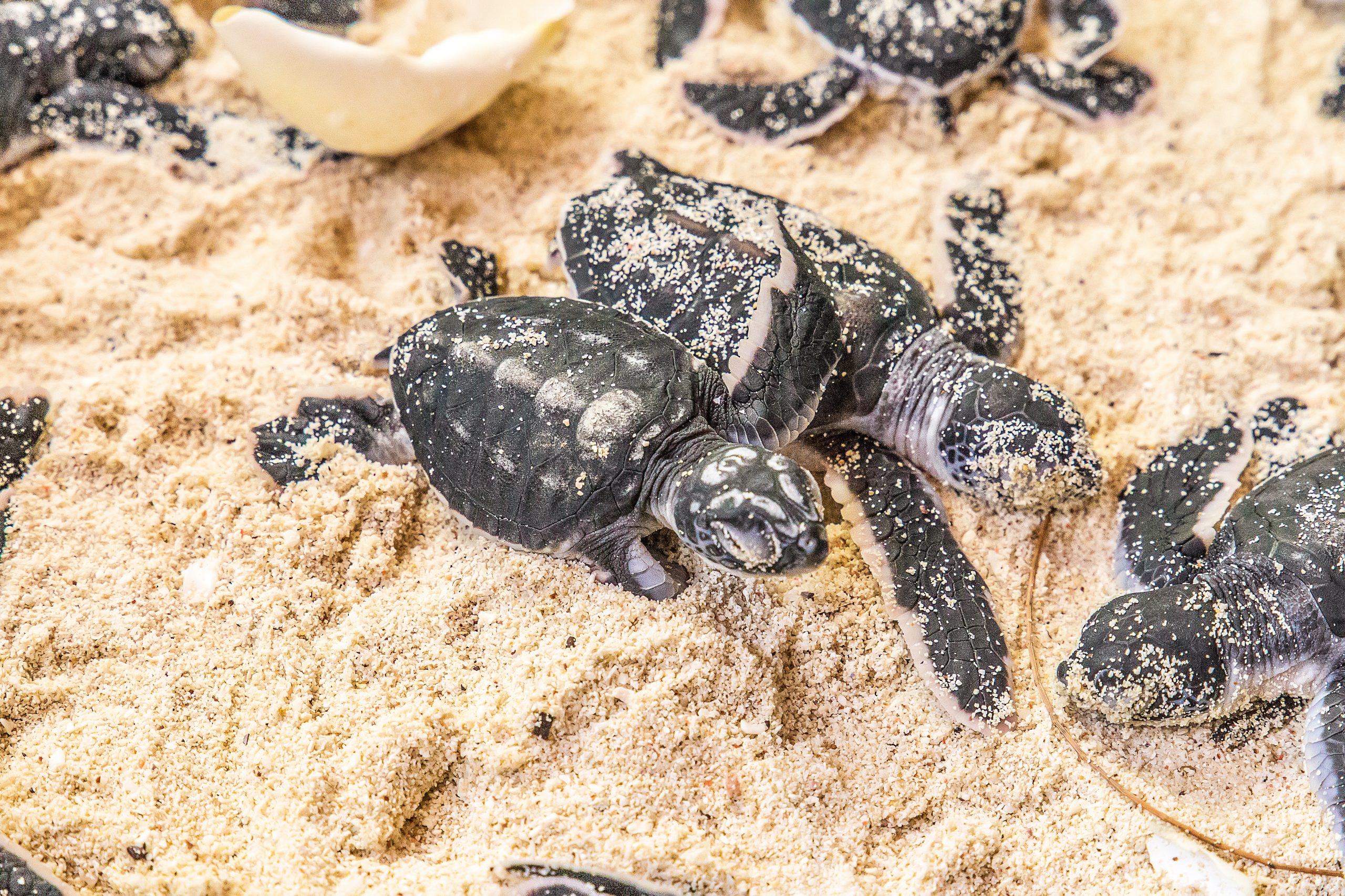 high-angle-view-turtles-sand